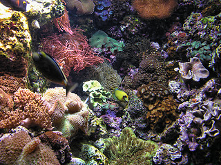 Image showing Chicago Aquarium, Illinois, 2005