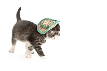 Image showing cat in hat