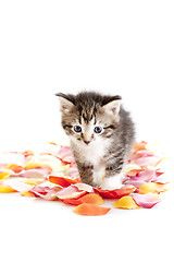 Image showing Tabby  kitten amongst fallen petals