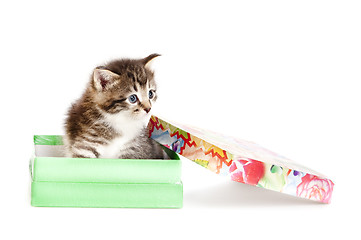 Image showing kitten in open gift box