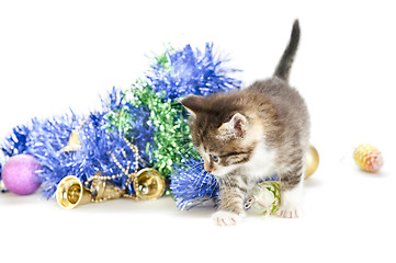 Image showing playful kitten