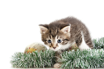 Image showing kitten skulking through christmas tree decoration 