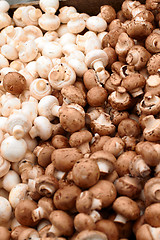 Image showing Colour image of Fresh white mushrooms 