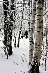 Image showing Walk in a winter wood