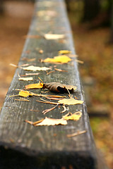 Image showing Yellow autumn leaves on a wooden handrail