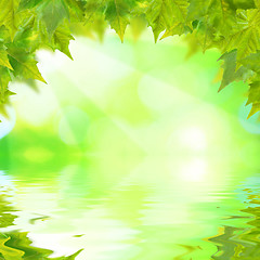 Image showing Beautiful green leaves with green background in spring