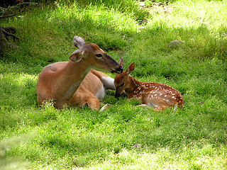 Image showing deer and mother