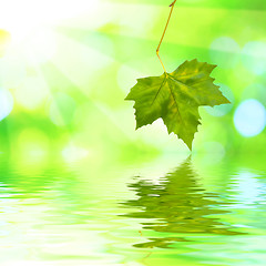 Image showing Beautiful green leaves with green background in spring