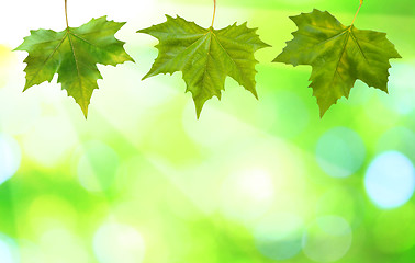 Image showing Beautiful green leaves with green background in spring