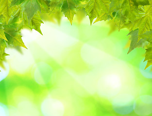 Image showing Beautiful green leaves with green background in spring