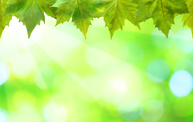 Image showing Beautiful green leaves with green background in spring