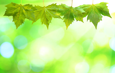 Image showing Beautiful green leaves with green background in spring