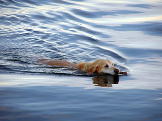 Image showing swimming dog