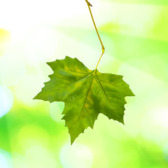 Image showing Beautiful green leaves with green background in spring