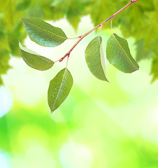 Image showing Beautiful green leaves with green background in spring