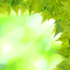 Image showing Beautiful green leaves with green background in spring