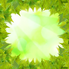 Image showing Beautiful green leaves with green background in spring