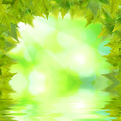 Image showing Beautiful green leaves with green background in spring