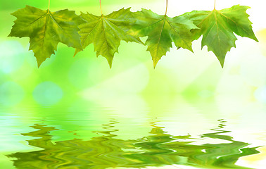 Image showing Beautiful green leaves with green background in spring