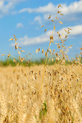 Image showing Oat over wheat field