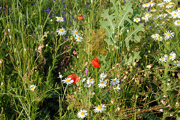 Image showing Summer meadow flowers