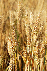 Image showing Wheat ears