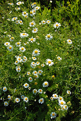 Image showing Summer daisy background