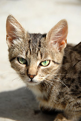 Image showing Young mixed-bread cat portrait