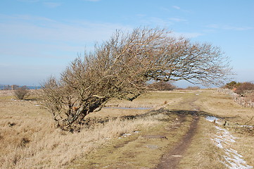 Image showing Windblown tree.