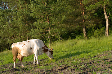 Image showing Cow on meadow