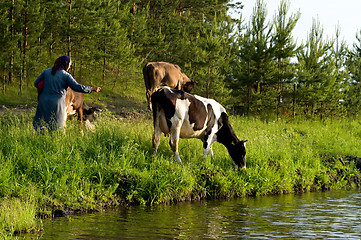 Image showing Cow on meadow