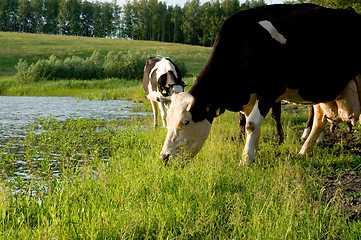 Image showing Cow on meadow