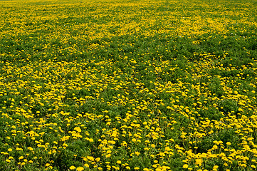 Image showing Field of dandelions