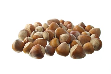 Image showing Hazel nuts