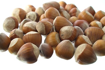 Image showing Hazel nuts