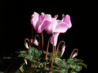 Image showing Pink cyclamen