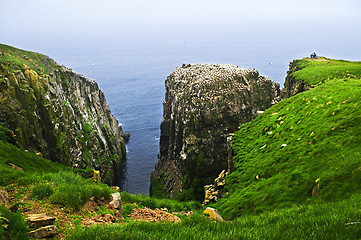 Image showing Clilffs at Cape St. Mary's Ecological Bird Sanctuary