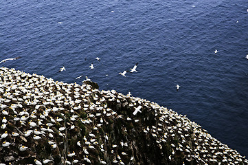 Image showing Gannets at Cape St. Mary's Ecological Bird Sanctuary