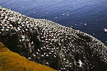 Image showing Gannets at Cape St. Mary's Ecological Bird Sanctuary