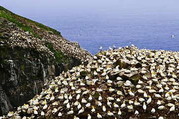 Image showing Gannets at Cape St. Mary's Ecological Bird Sanctuary