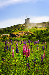 Image showing Garden lupin flowers at Signal Hill