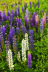 Image showing Purple and pink garden lupin flowers