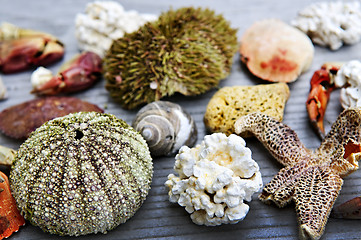 Image showing Sea treasures