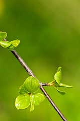 Image showing Green spring leaves