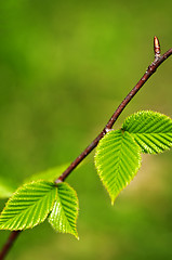 Image showing Green spring leaves