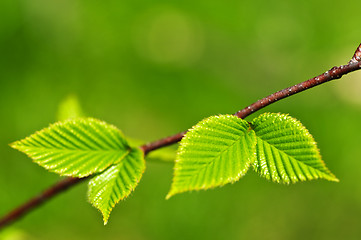 Image showing Green spring leaves