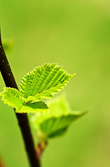 Image showing Green spring leaves