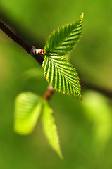 Image showing Green spring leaves