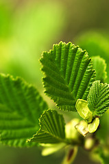 Image showing Green spring leaves