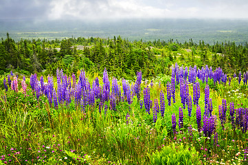 Image showing Purple and pink garden lupin flowers